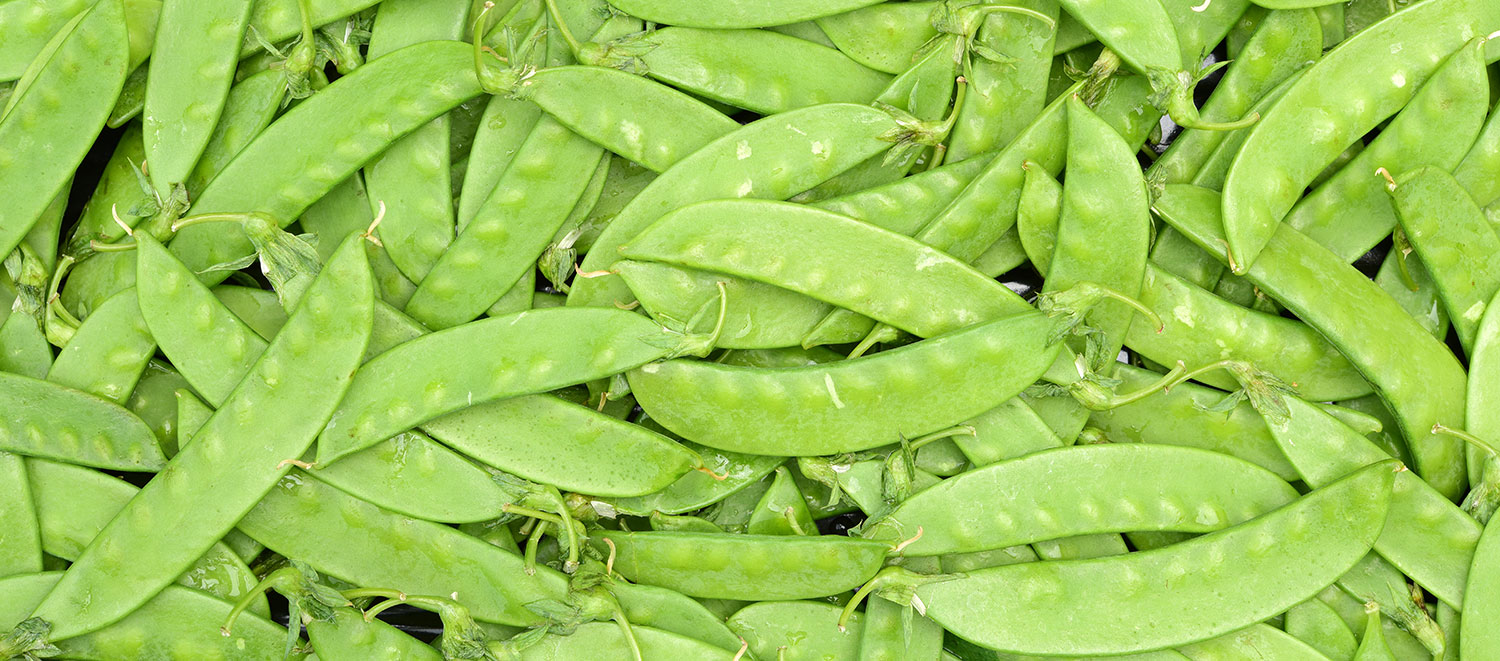 Harvest of the Month Snow Peas Go Live Smart Go Live Smart