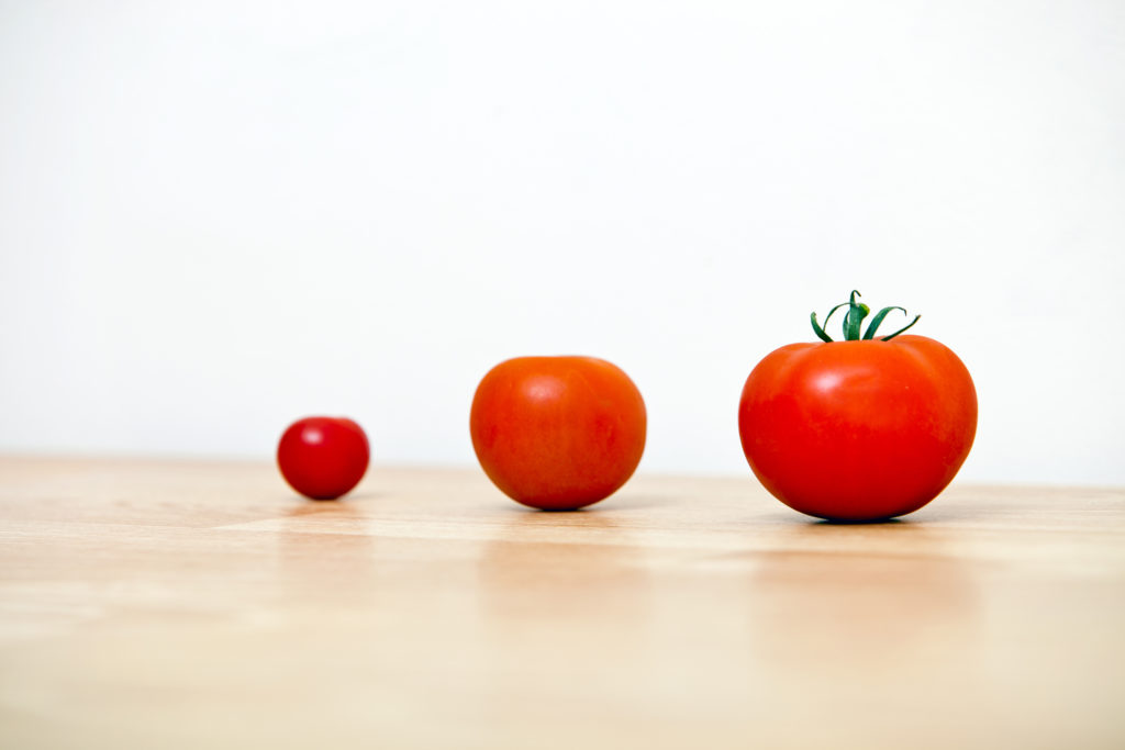 Go go tomato. Три помидора. Помидор 3д. Томат 3d.