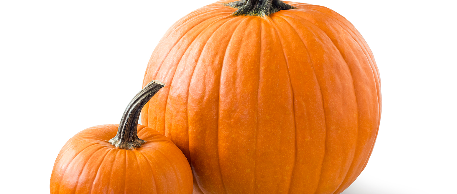 Тыква растение. Pumpkin 10. Pumpkin 10. Pumpkin 10. Белая тыква.